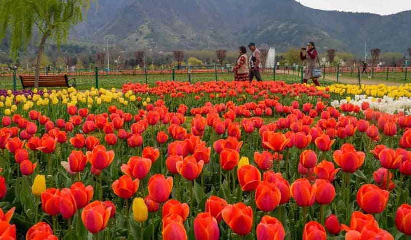 Asia’s Largest Tulip Garden Opens in Srinagar – A Must-Visit Spot!