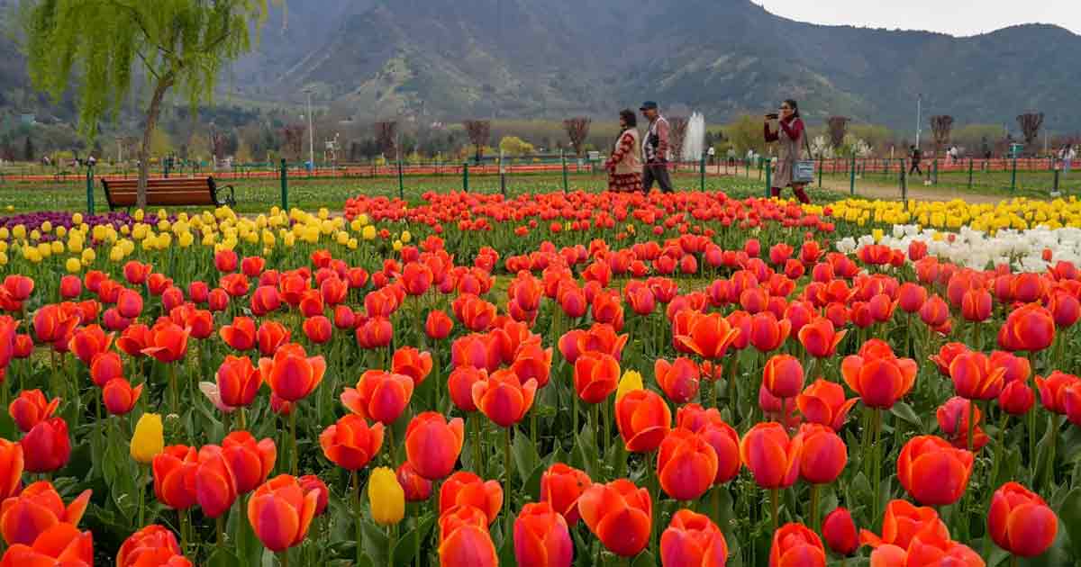 Asia’s Largest Tulip Garden Opens in Srinagar – A Must-Visit Spot!