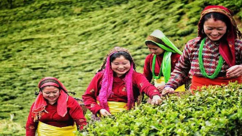 https://kolkata24.in/wp-content/uploads/2025/03/tea-garden.jpg