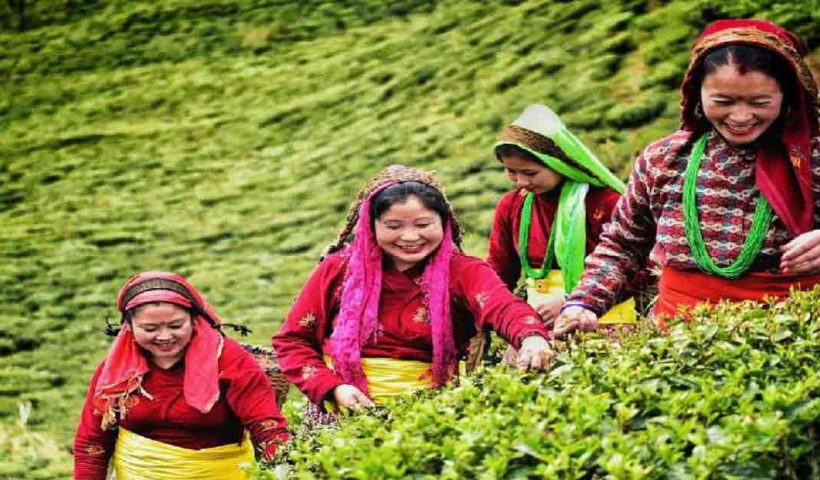 https://kolkata24.in/wp-content/uploads/2025/03/tea-garden.jpg