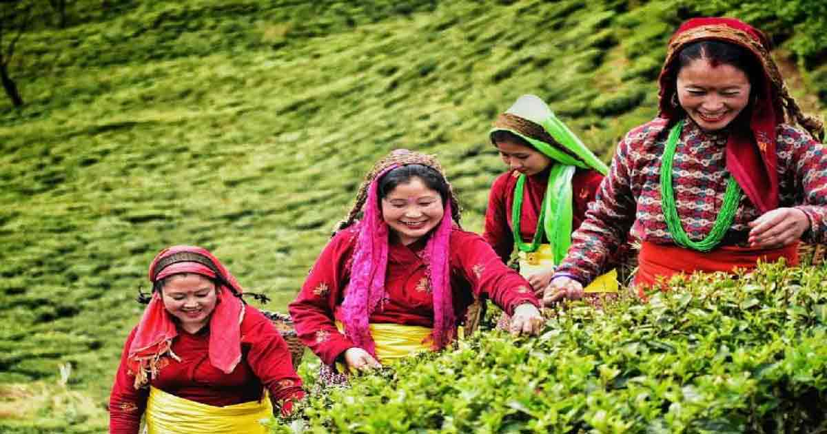 https://kolkata24.in/wp-content/uploads/2025/03/tea-garden.jpg
