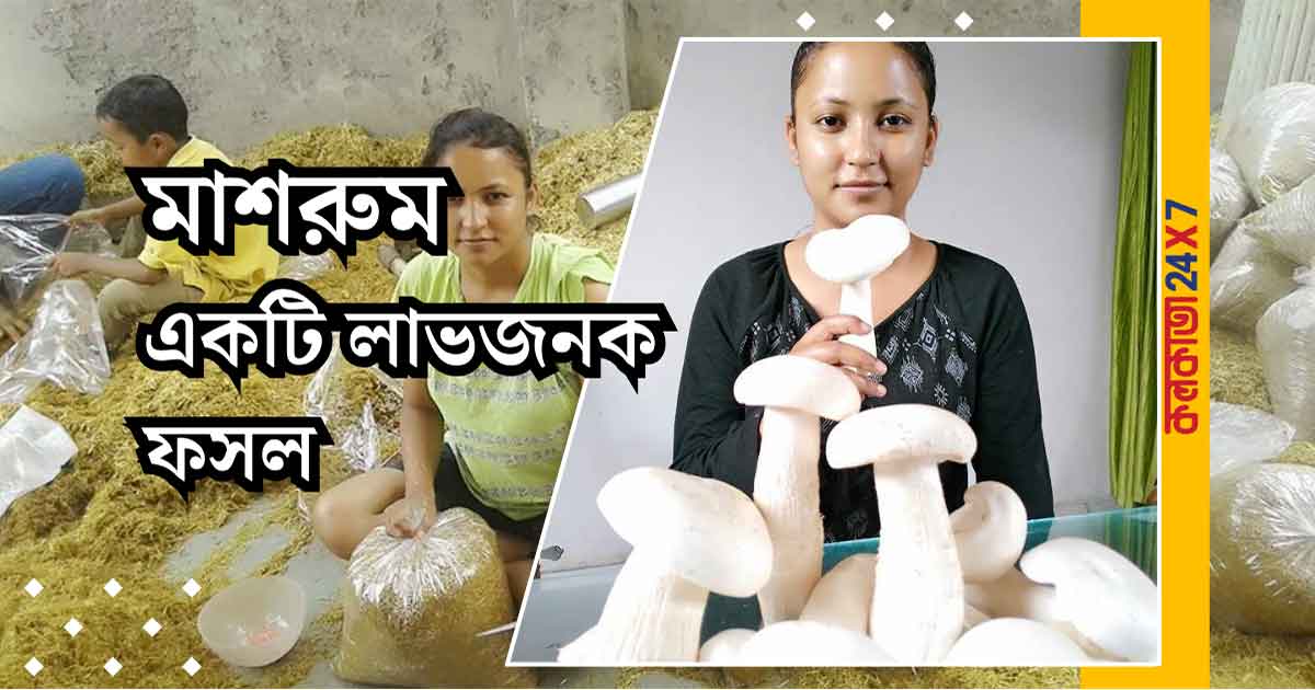 Mushroom farming in India