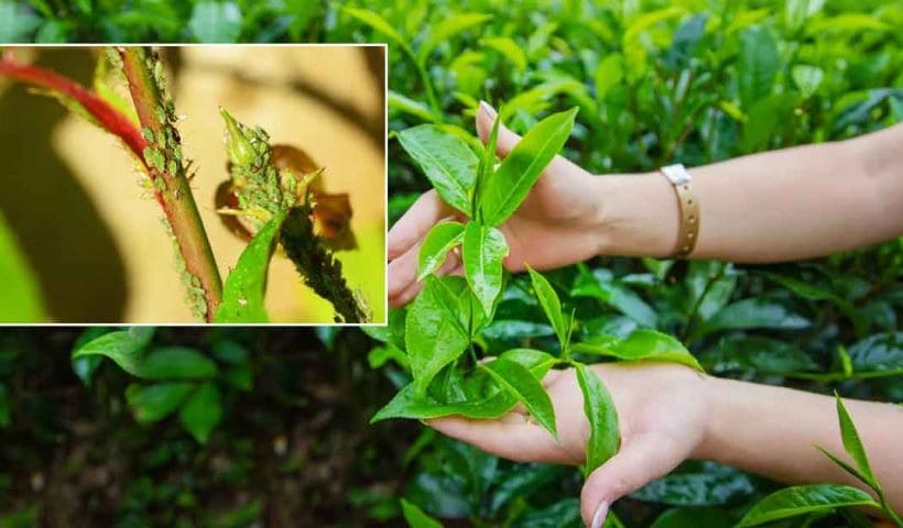 Tea Industry in Crisis Greenfly Infestation Hits Assam & Bengal