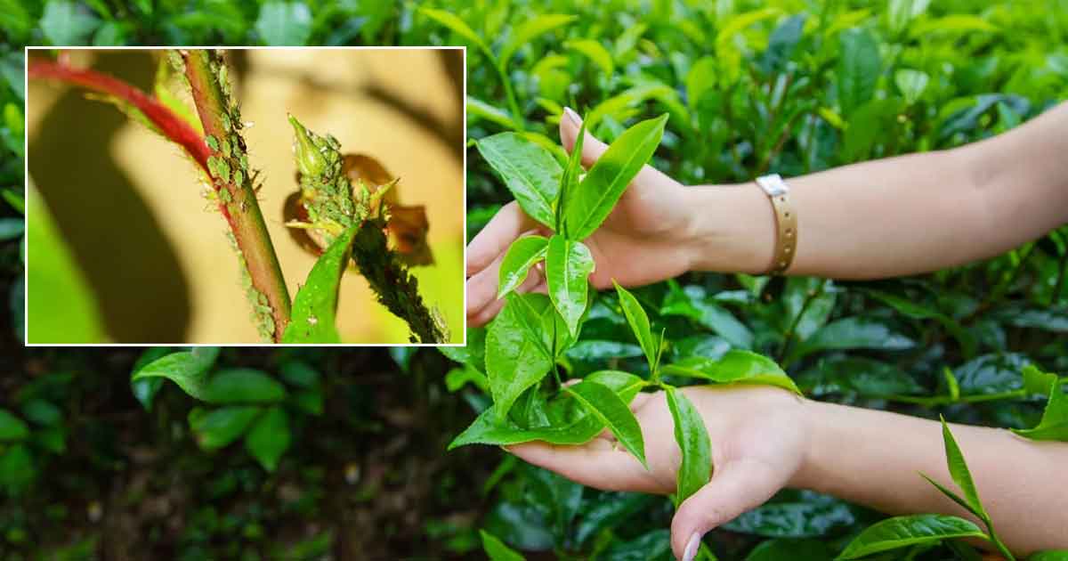 Tea Industry in Crisis Greenfly Infestation Hits Assam & Bengal