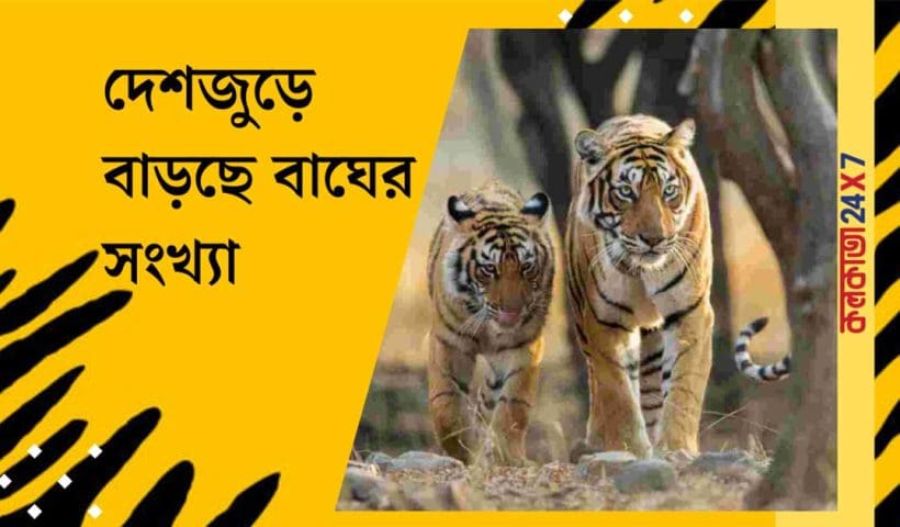Tiger population in India