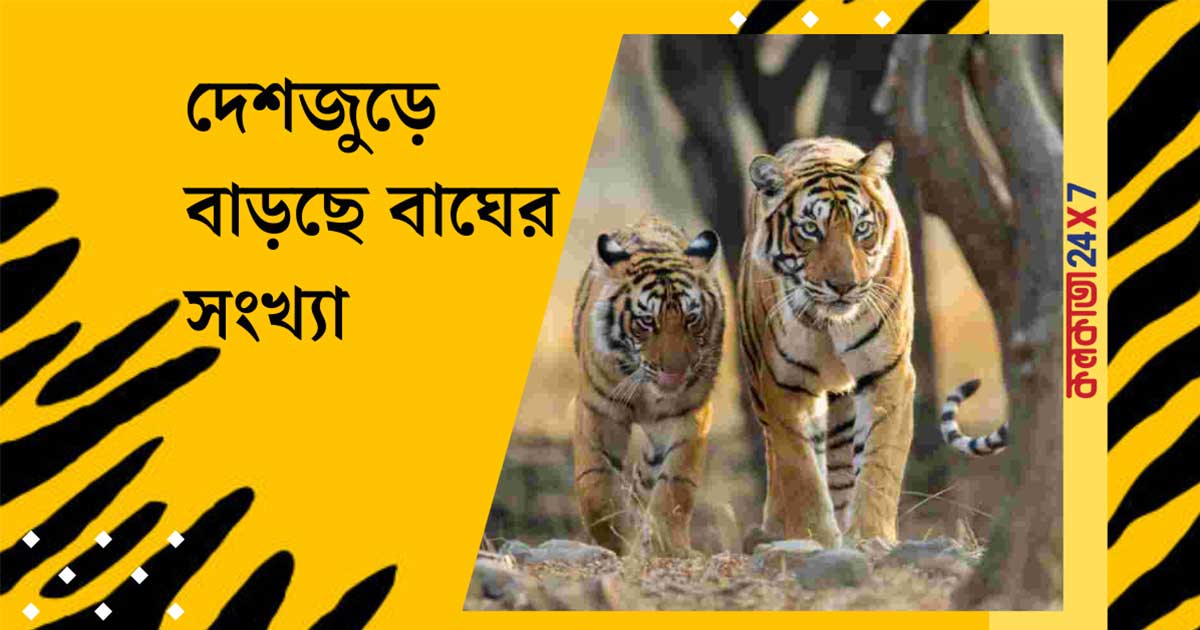 Tiger population in India