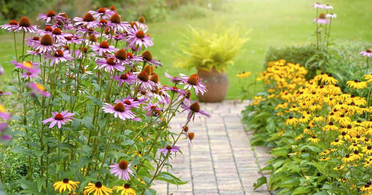 Urban Wildflowers