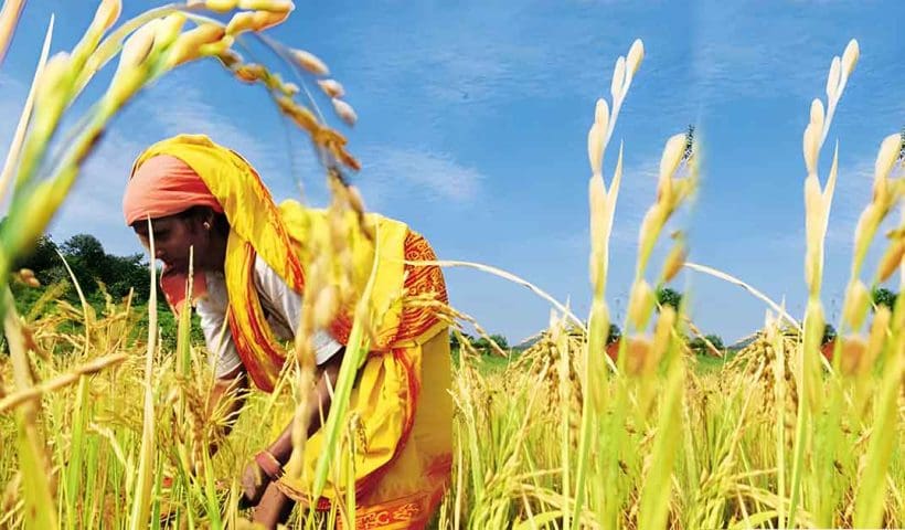 bengal rice production