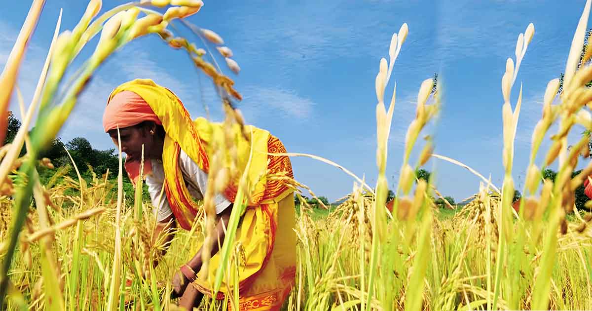 bengal rice production