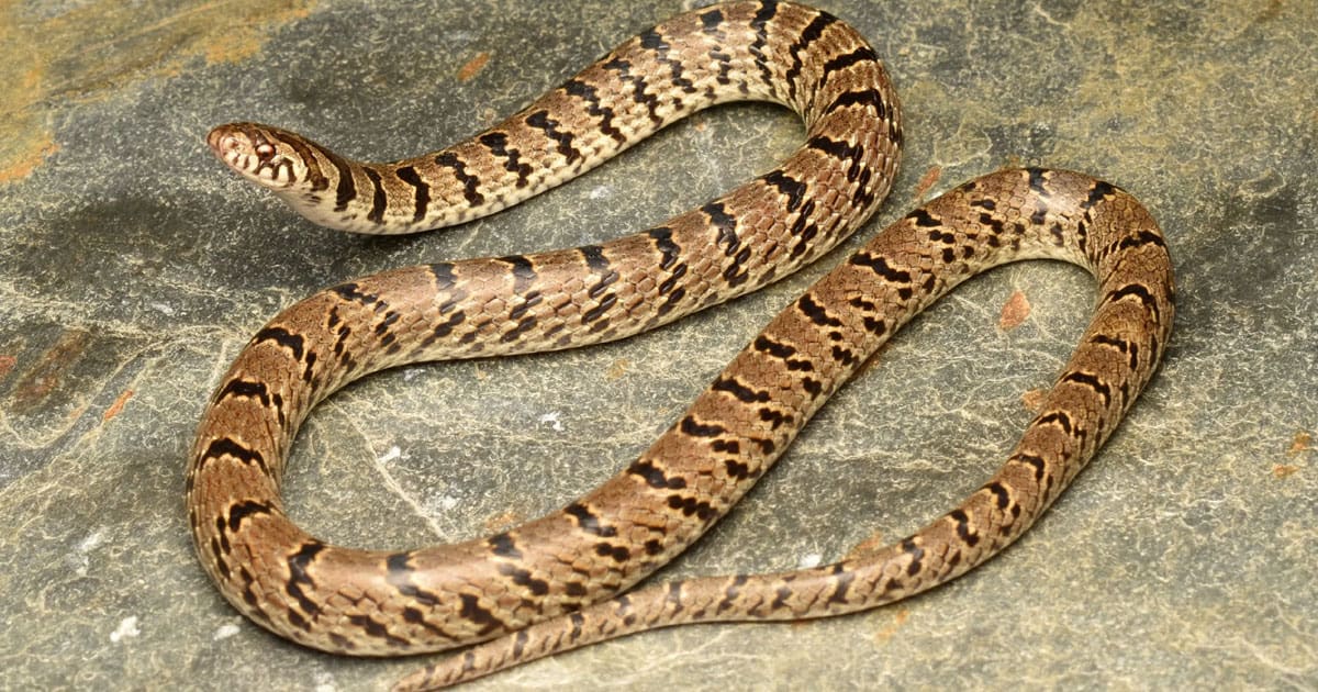 snake found kolkata municipality office