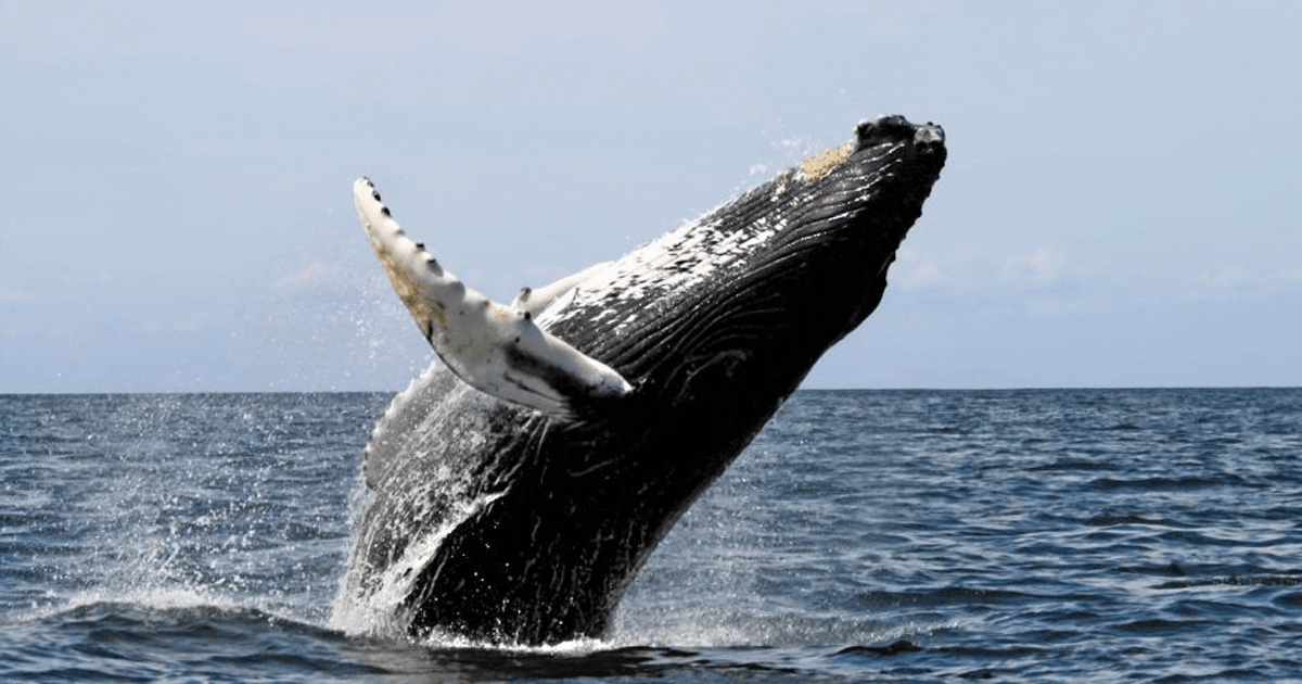 whale
