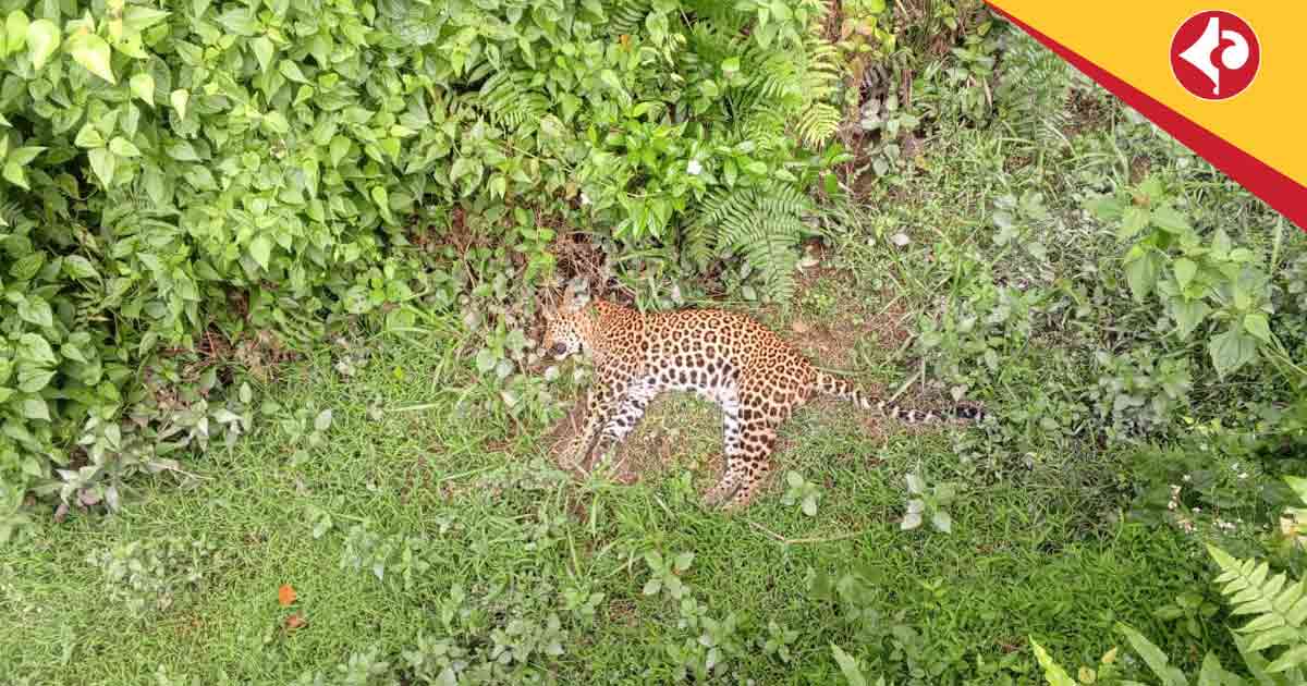 Dead Leopard Found in Alipurduar Tea Garden Sparks Panic