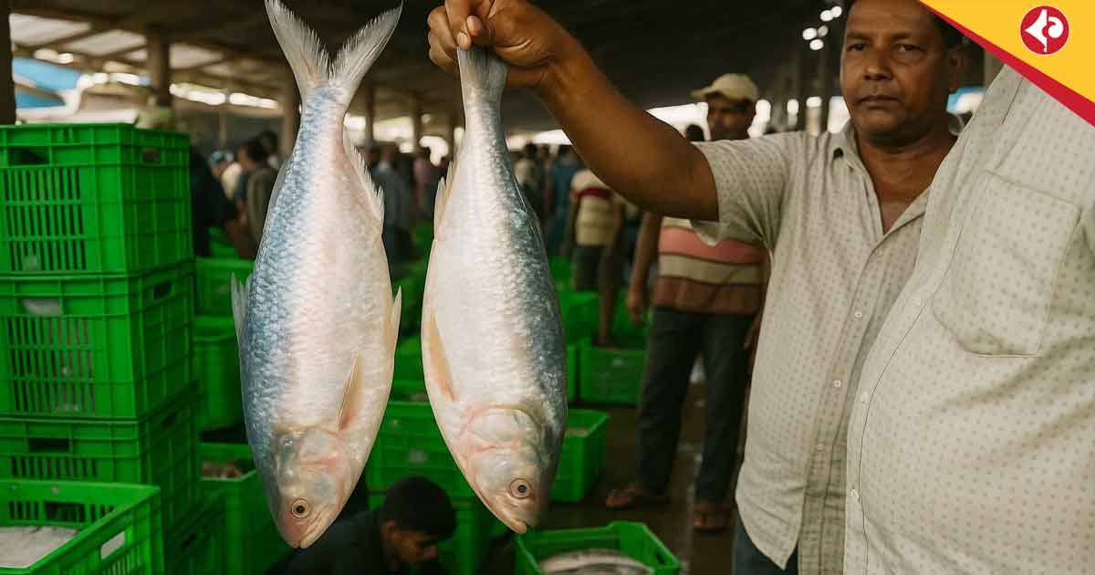 1,200 MT Padma Hilsa to Enter India from Bangladesh Before Durga Puja