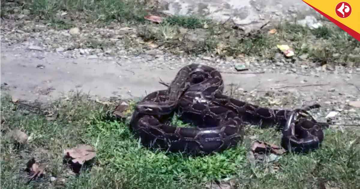 Massive 12-Foot Python Rescued from Banarhat Village, Sparks Fear in Jalpaiguri