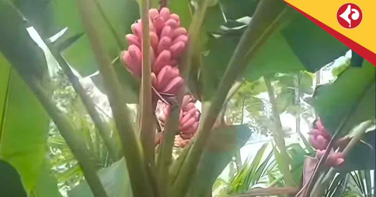 Rare Pink Banana Tree Discovered in Alipurduar’s Chengmari, Sparks Tourism Hopes