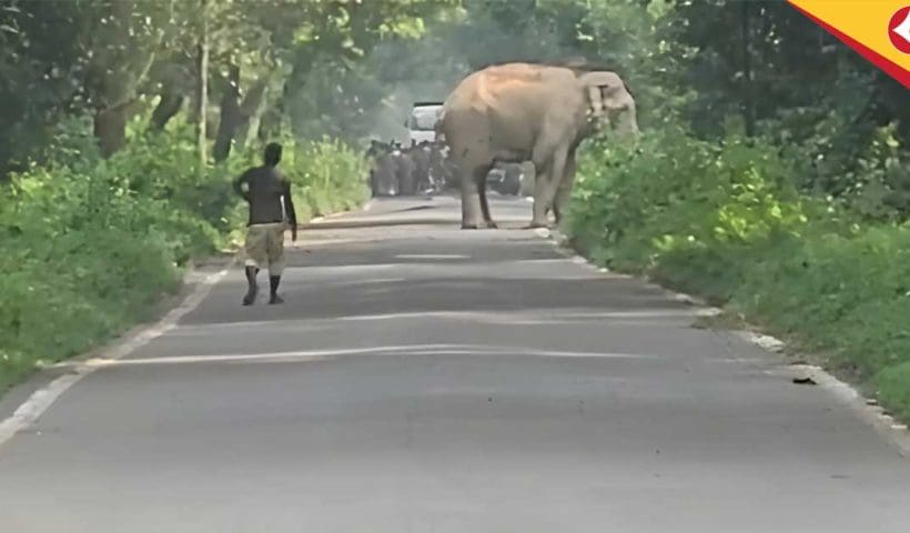 Wild Elephant Blocks Chilapata Road for 40 Minutes, Sparks Concern