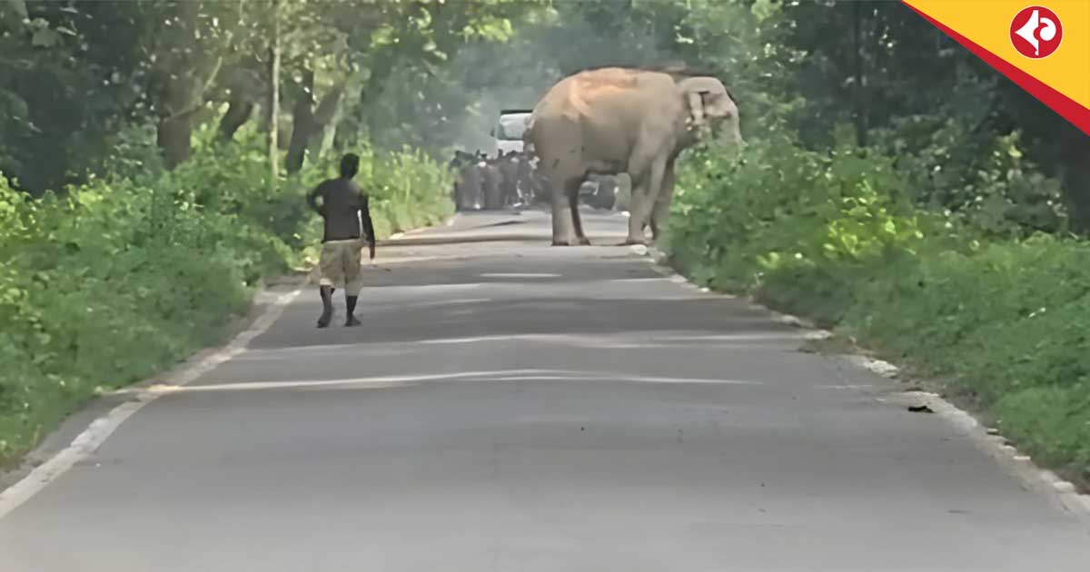 Wild Elephant Blocks Chilapata Road for 40 Minutes, Sparks Concern
