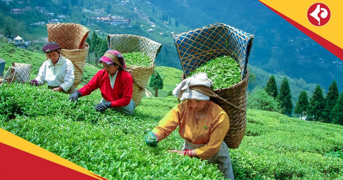 Darjeeling tea