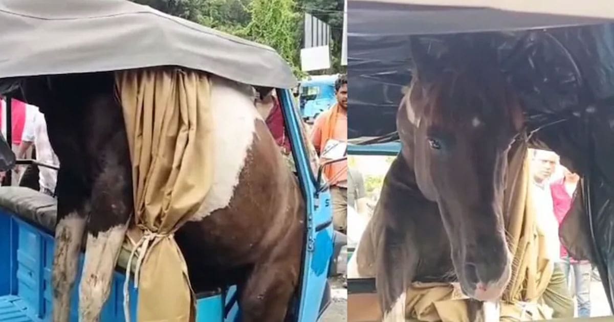 horses Gets Stuck in rickshaw