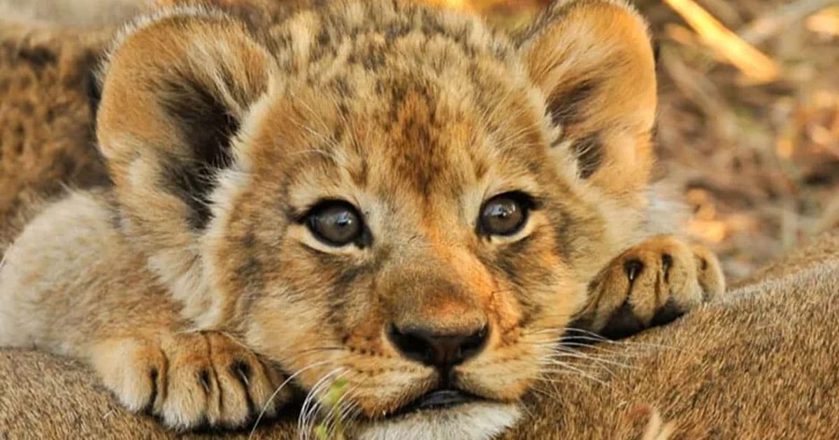 lion cub