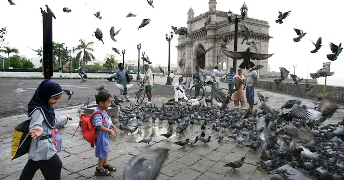 Mumbai pigeon feeding