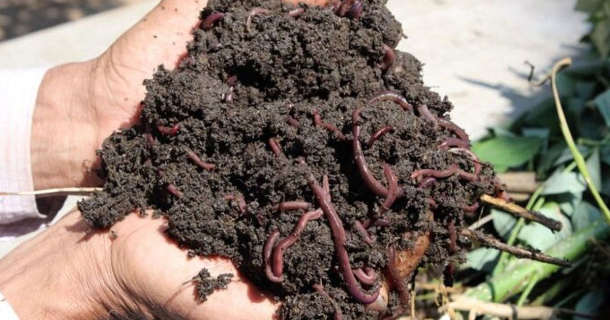 Vermicompost