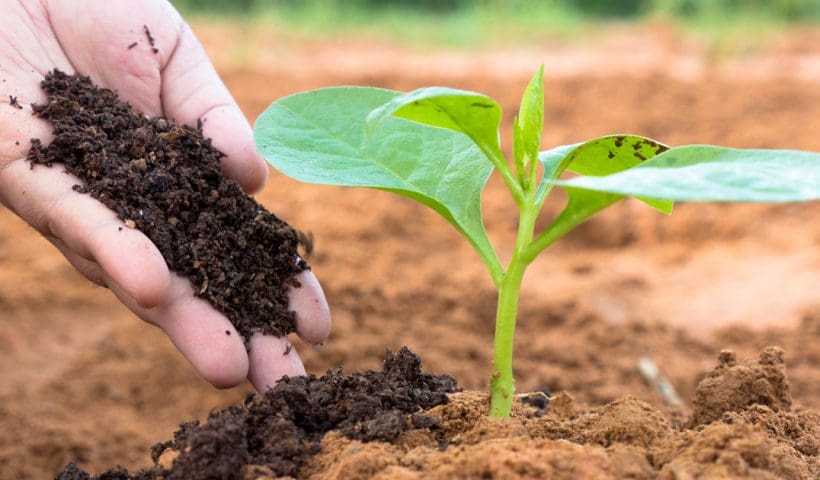 Vermicompost