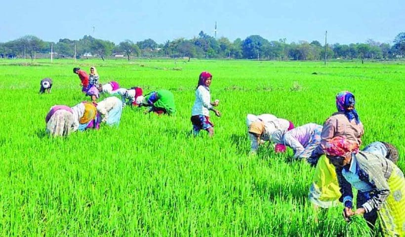 Kharif Yield record