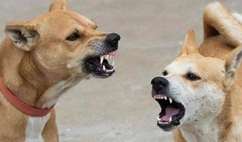 Stray Dog beaten to death