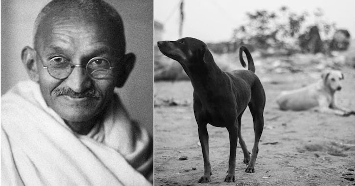 Gandhiji approved killing of 60 strays