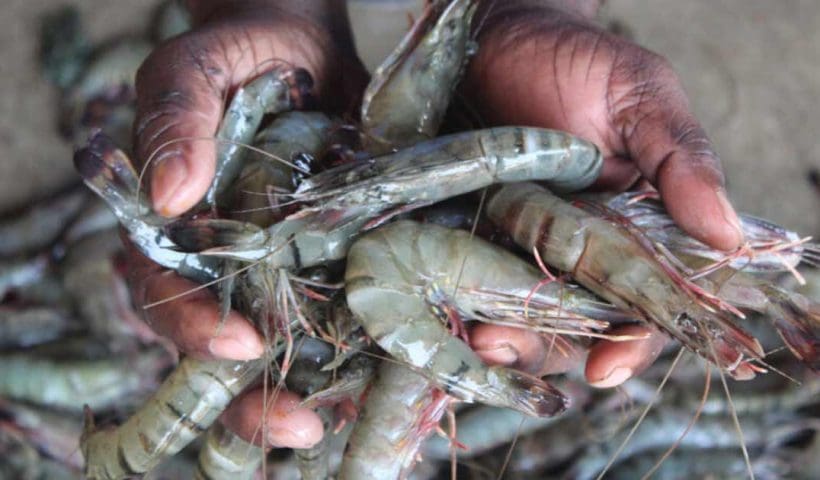 Trump shrimp