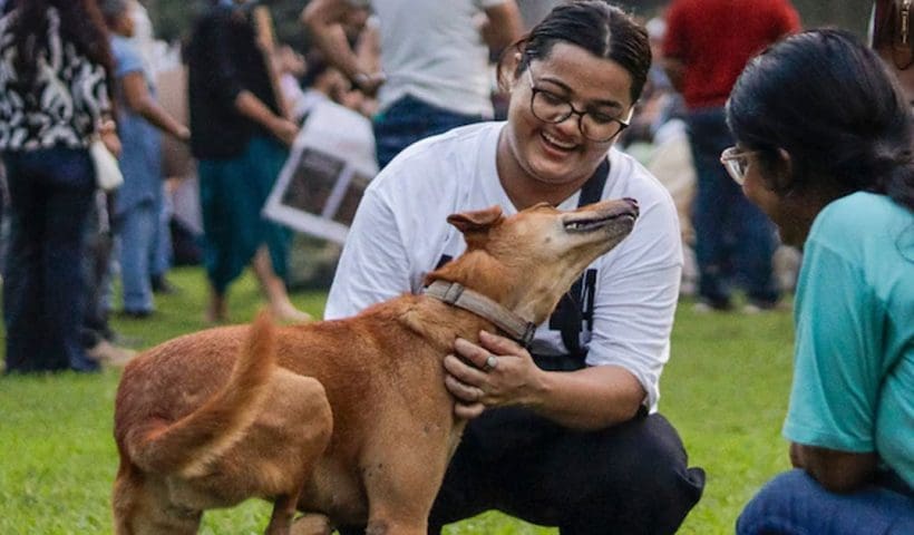 Supreme Court stray dog order