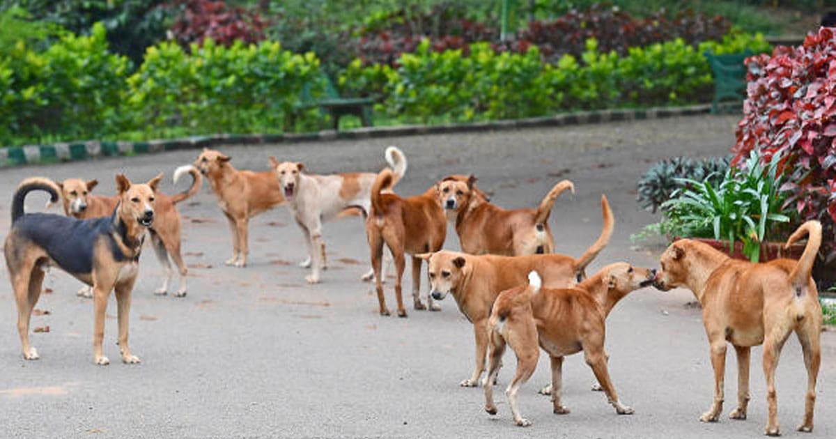 Supreme Court Issues Key Ruling on Stray Dog Control