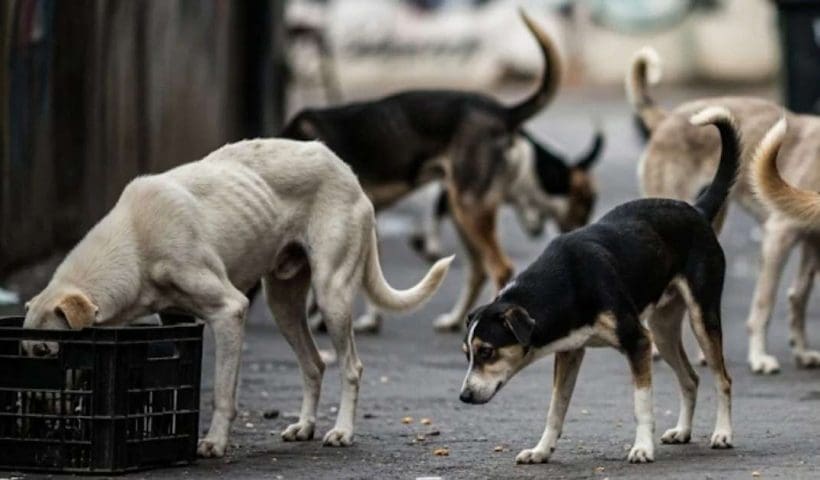 Stray Dog