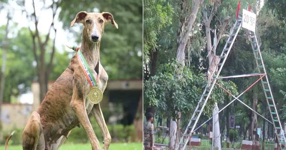 BSF trains 150 Indian breed dogs