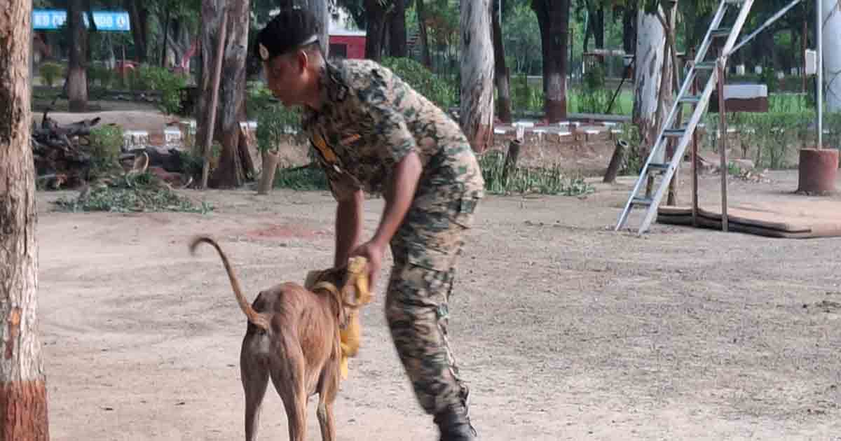 BSF trains dogs