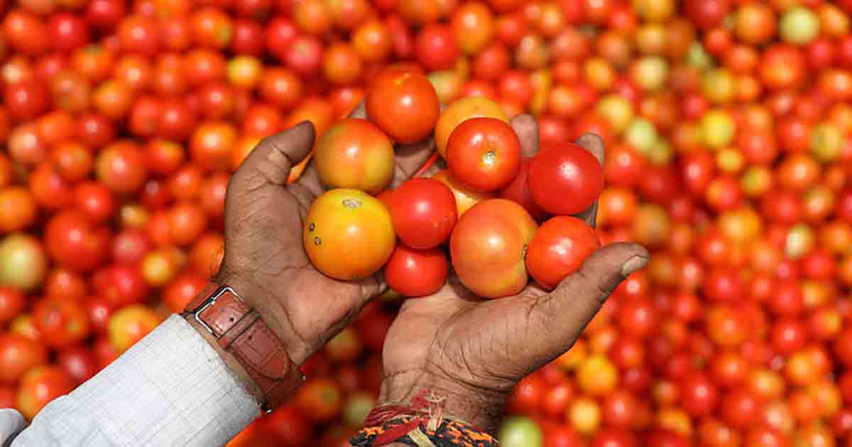 Tomato