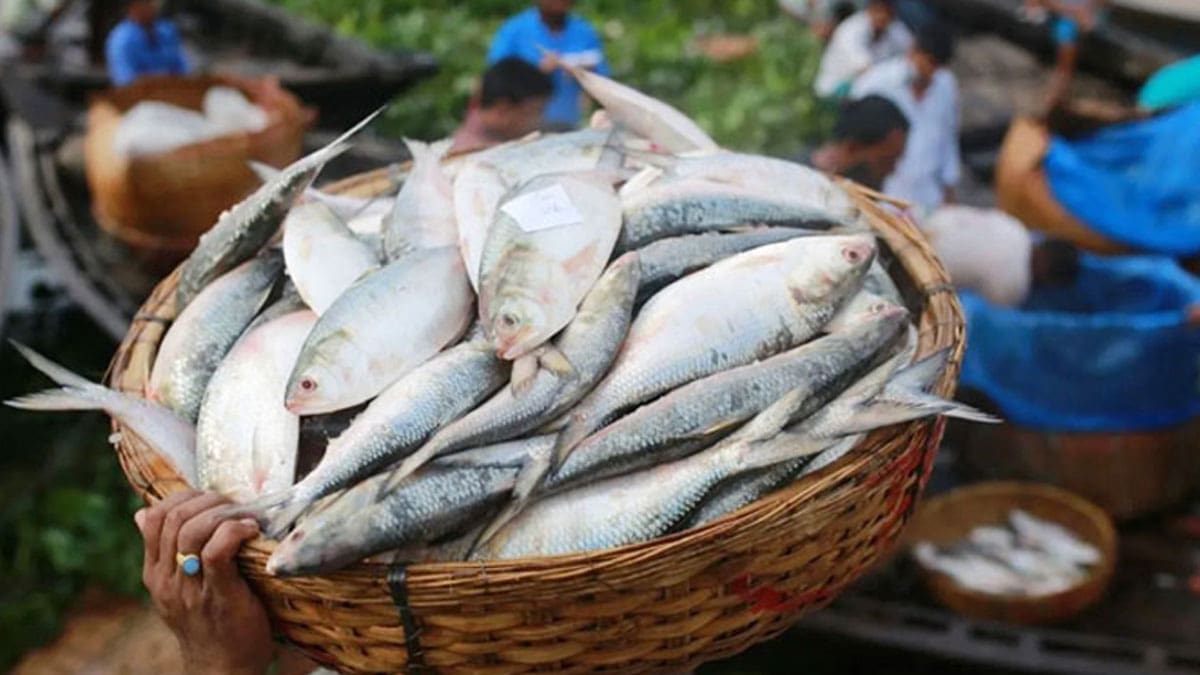 Hilsa Lovers Rejoice! Over 100 Tonnes of the Silver Delight Sent from Bangladesh to India