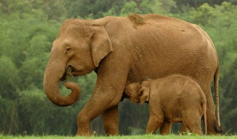 india-wild-elephant-population-decline-2025-survey