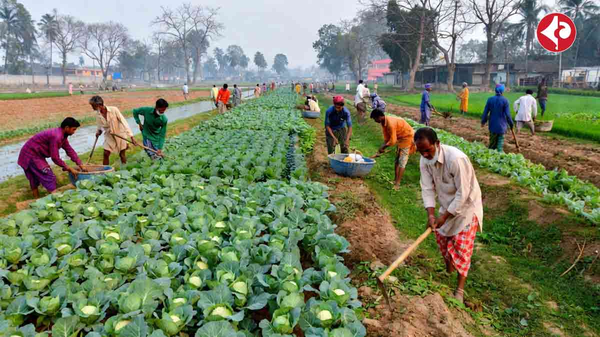 Fearsome Bears in the Fields? Just UP Farmers in Costume