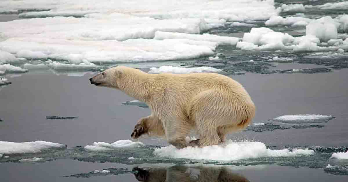 polar bear