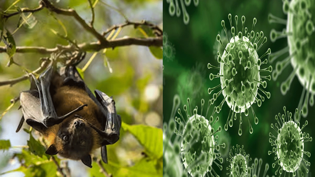 Nipah virus symptoms and prevention