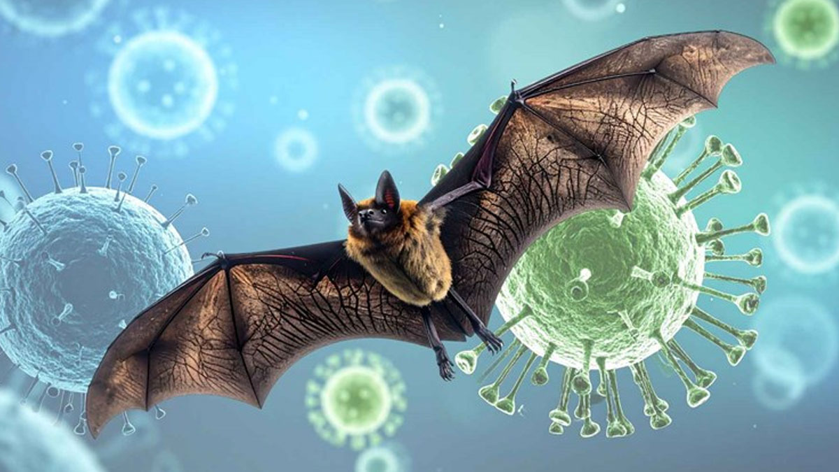 WHO risk assessment of Nipah virus
