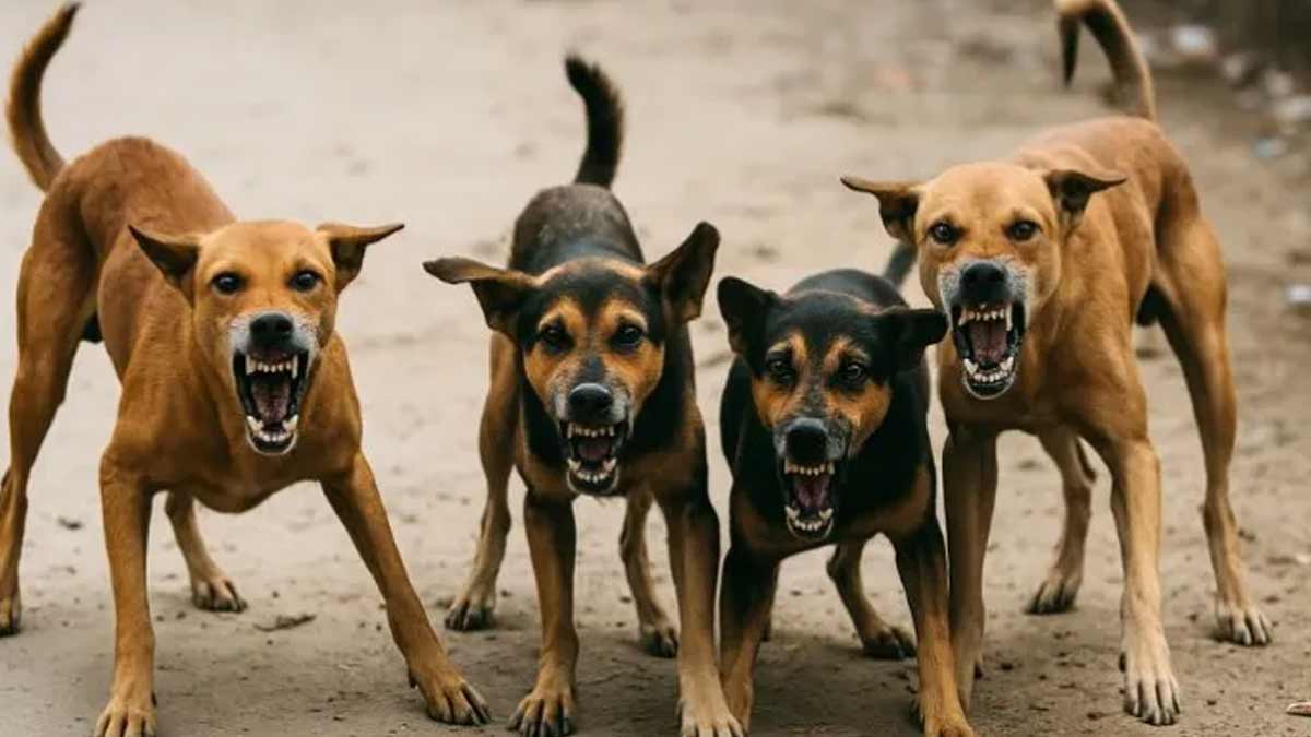 supreme-court-street-dog-debate-kapil-sibal