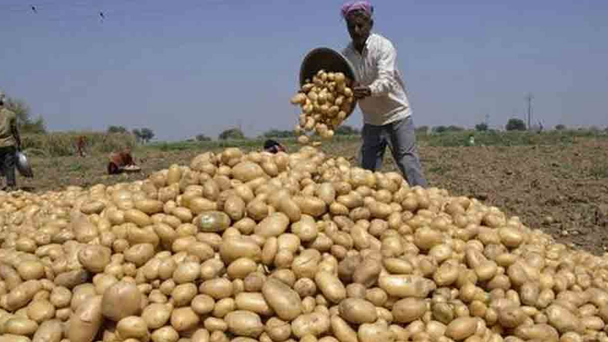 West Bengal Potato Price Crash