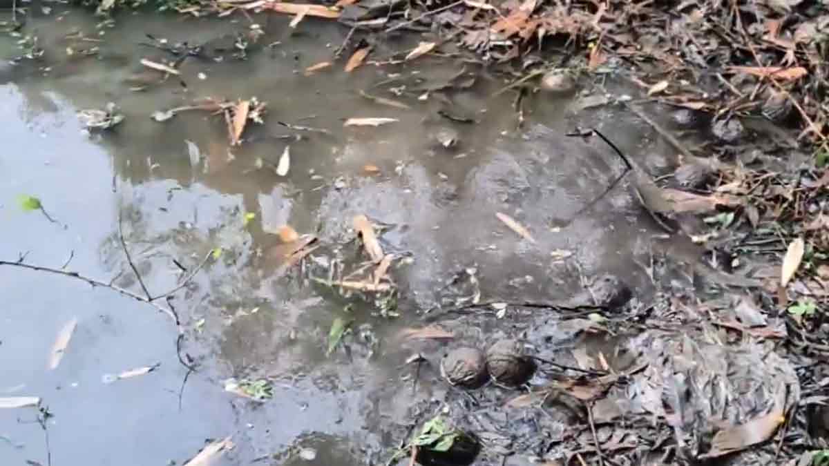 bhangar-haroa-bomb-recovery-west-bengal-election-2026