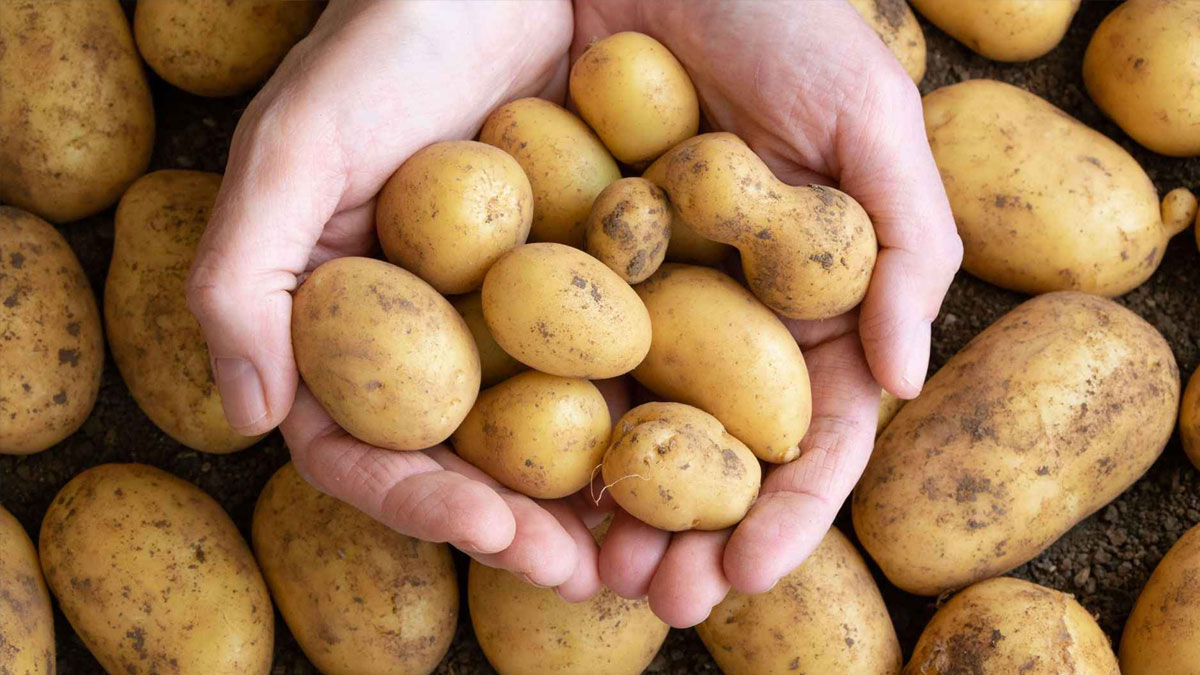 Tushar Majumdar Potato Protest