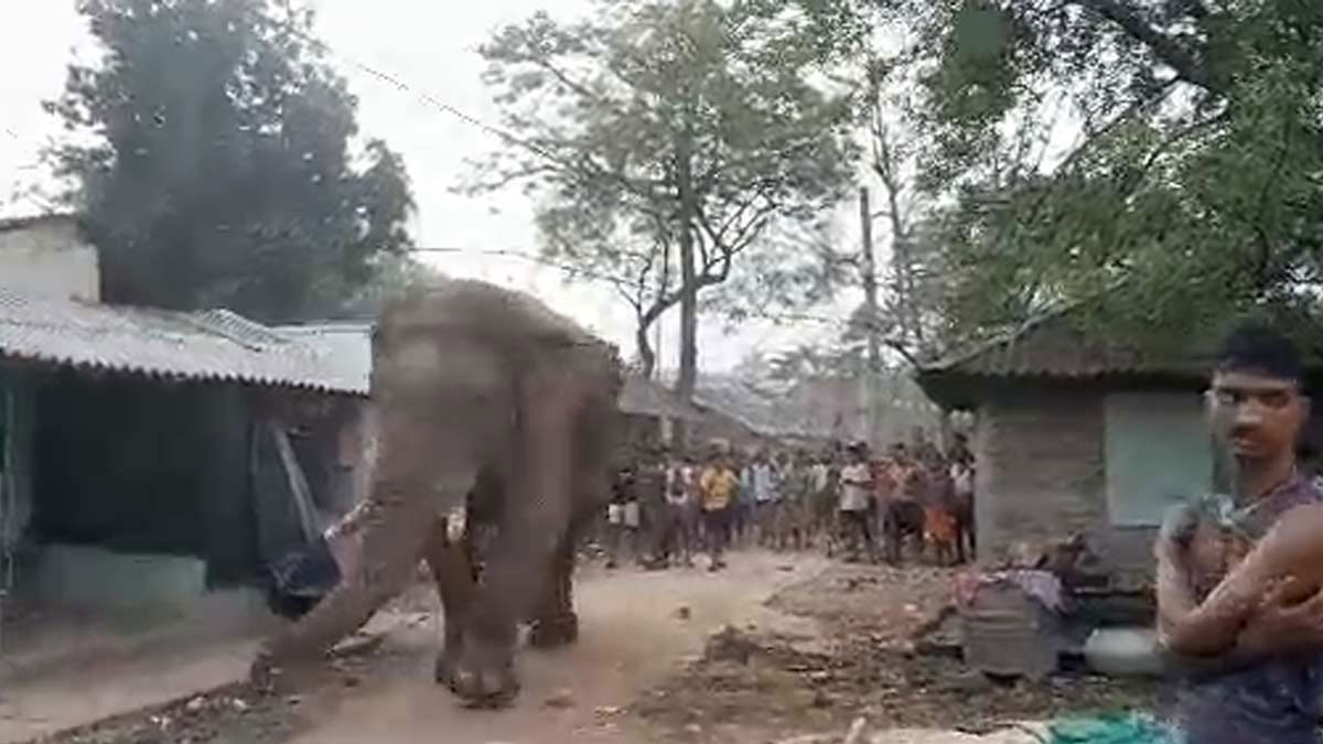 Elephant Ramlal in Jhargram Polling Booth
