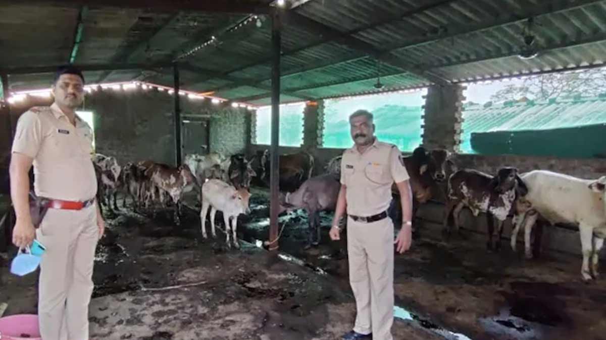 ahmedabad-illegal-slaughterhouse-police-raid