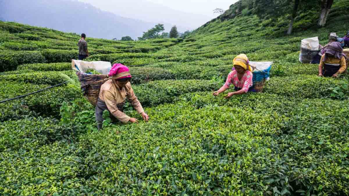 india-nepal-tea-import-testing-rule-relaxed